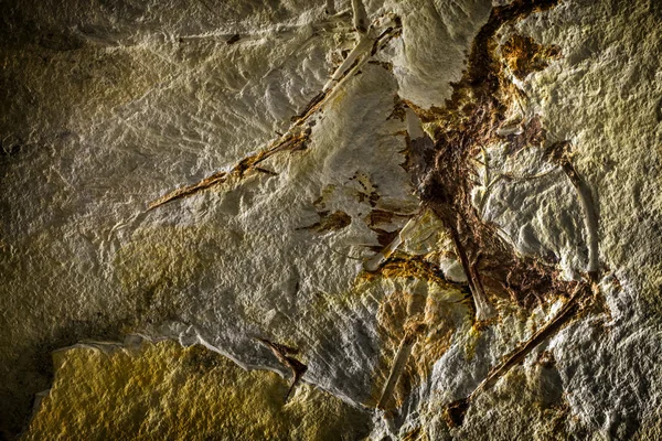 Förhistoriska fossil bakgrund — Stockfoto