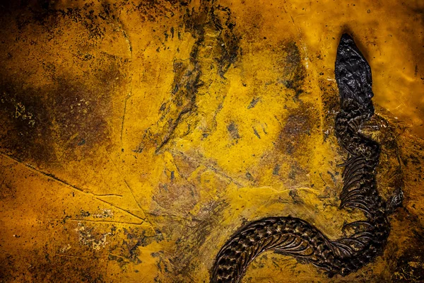 선사 시대 화석 배경 — 스톡 사진