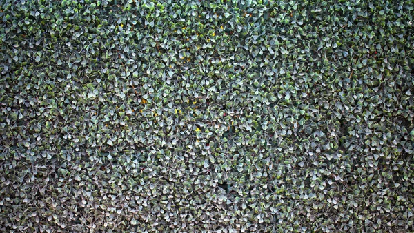 bitki duvar arka plan