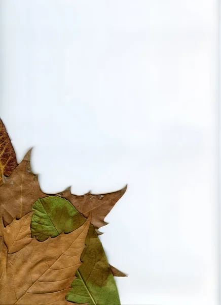 Foglie e bordo bianco — Foto Stock