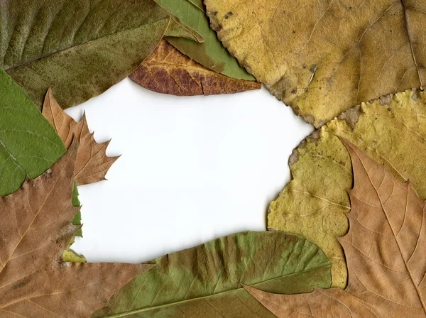 Leaves and White Board — Stock Photo, Image