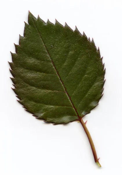 Blätter — Stockfoto