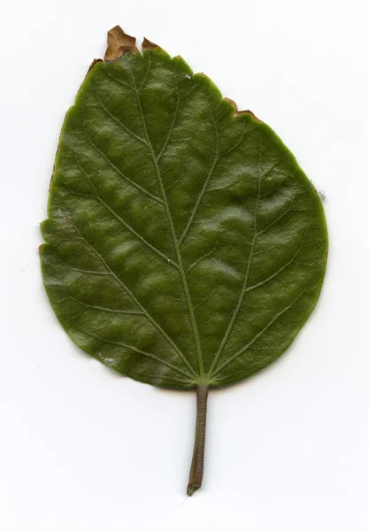 Leaves — Stock Photo, Image