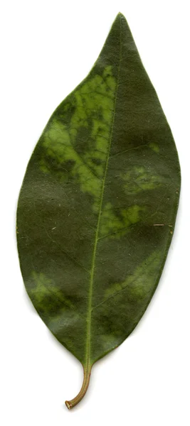 Leaves — Stock Photo, Image