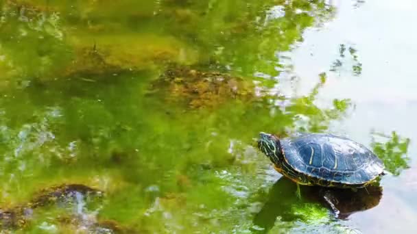 Черепаха — стоковое видео