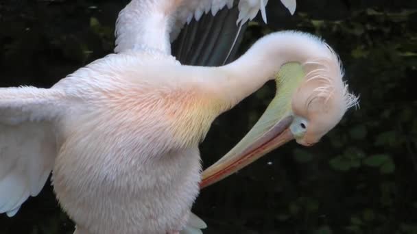 Пеликан — стоковое видео