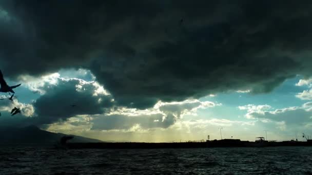 Silueta y Nubes de Gaviotas — Vídeo de stock