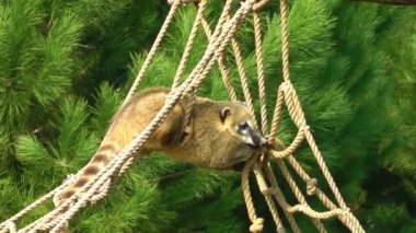 coati Rakun