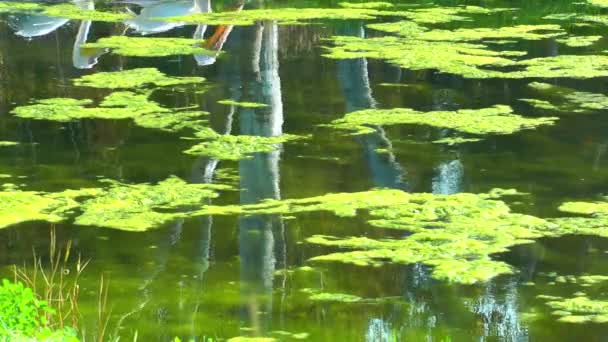 Pelikanen på gröna sjön — Stockvideo