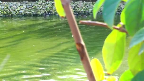 Ducks and Green Plant — Stock Video