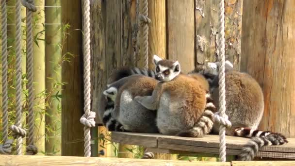 Família Lemur — Vídeo de Stock