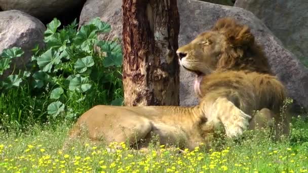 León se está lamiendo — Vídeo de stock