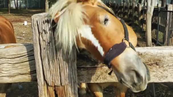 cheval se gratte