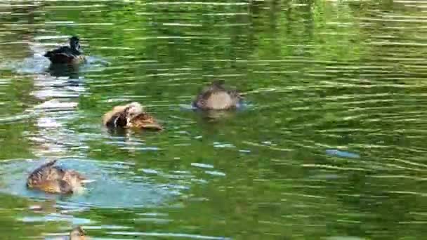 Утки на зеленом озере — стоковое видео