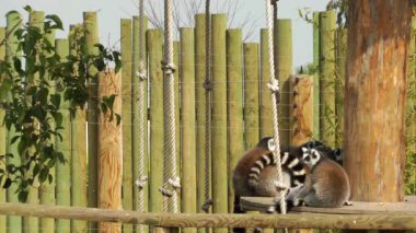 Lemur aile
