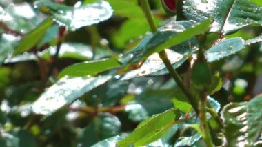 yeşil yaprakları ve yağmurdan sonra gül