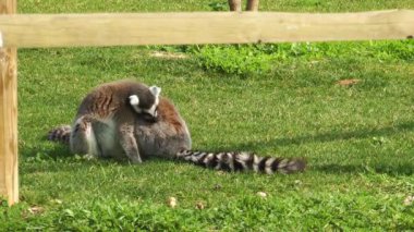 Lemur çim