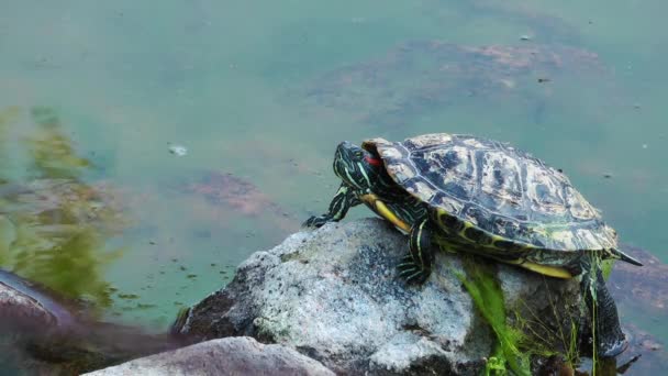 Turtle on the Stone — Stock Video