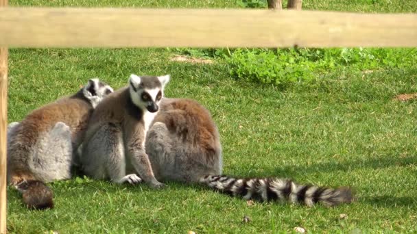 Lemur op het gras — Stockvideo