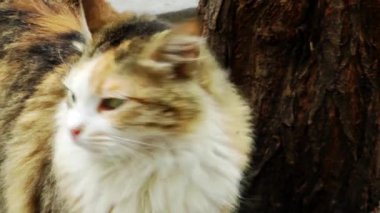 kedi
