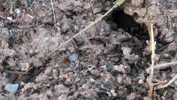 Un groupe de fourmis Colonie — Video