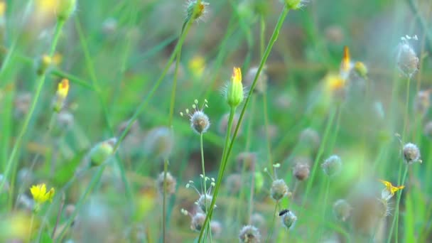 Flowers — Stock Video