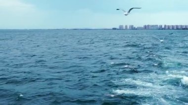 Feribot uçan martıları