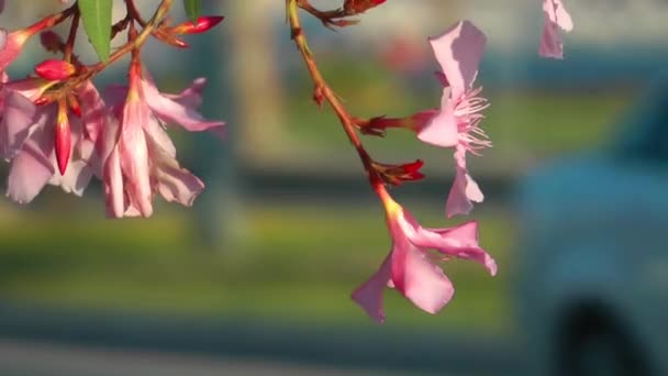 粉红色的花和交通 — 图库视频影像