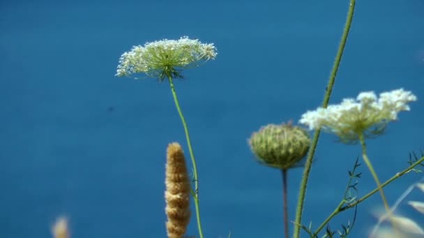 Plant and the sea — Stock Video