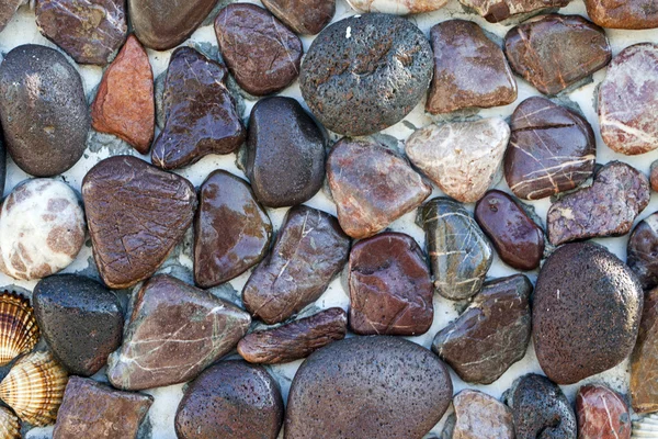 Stenen en schelpen op de muur — Stockfoto