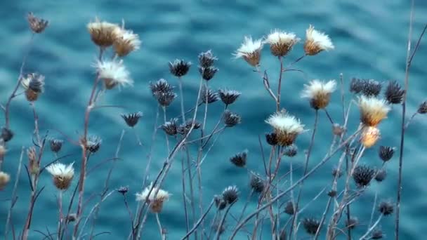 植物と青い海 — ストック動画