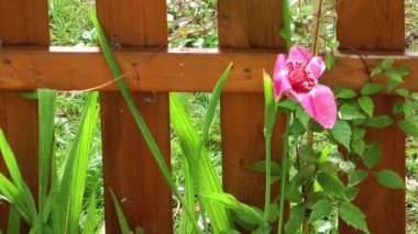 Pembe çiçek ve yağmur