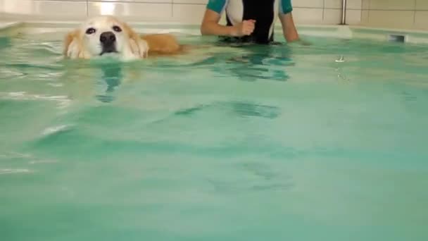 Perro está nadando en la piscina — Vídeo de stock