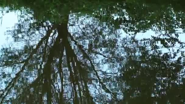 Река и отражение дерева на воде — стоковое видео