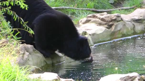 Medvěd a potoka — Stock video