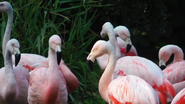 Flamencos — Vídeo de stock