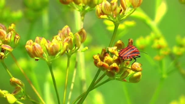 Зеленое растение и летающее насекомое — стоковое видео