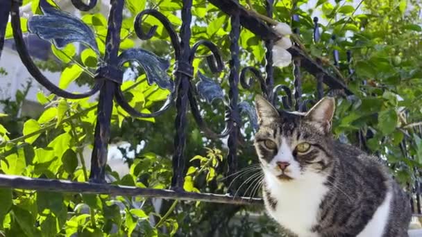 Süße Tierische Katze — Stockvideo