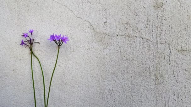 Μωβ Λουλούδια Φυτών Μπροστά Από Τον Τοίχο — Αρχείο Βίντεο