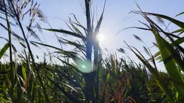 風の中で植物の葦 — ストック動画