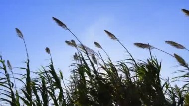 Rüzgarda Sazlık Bitkisi
