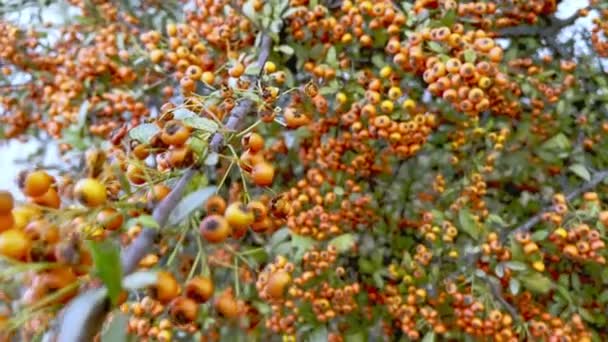 Orange Aubépine Plante Fruit Détails — Video