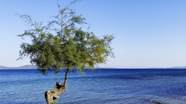 孤独的树与大海 — 图库视频影像