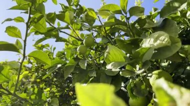 Ağaçta Sağlıklı Organik Limon 