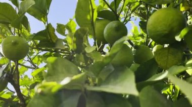 Ağaçta Sağlıklı Organik Limon 