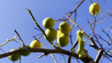 Ağaçta Sağlıklı Organik Limon 