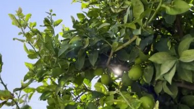 Ağaçta Sağlıklı Organik Limon 