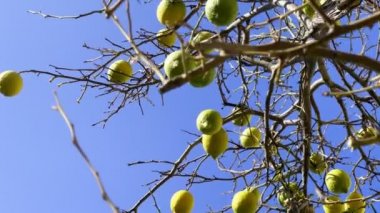 Ağaçta Sağlıklı Organik Limon 
