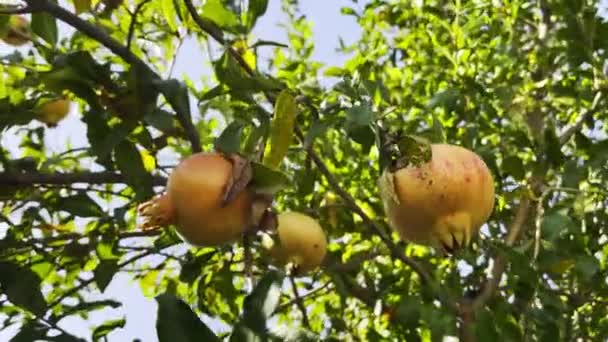 Árbol Granada Saludable Orgánico — Vídeos de Stock