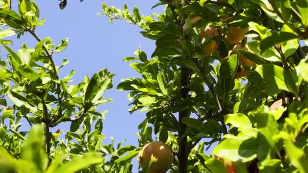 Gesunder Und Biologischer Granatapfelbaum — Stockvideo